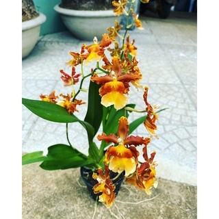Hoa lan vũ nữ cam lửa siêu đẹp siêu hiếm _Chuẩn giống