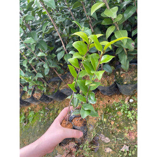 Cây giống trà my cao 30-40cm
