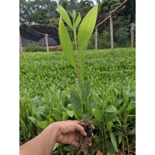 10 cây giống Keo lai lá Tràm -mua nhiều giá cực đẹp