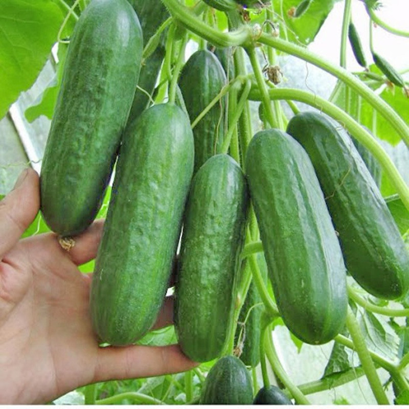 30 Hạt Giống Dưa Chuột Chùm Baby F1 - Tỷ lệ nảy mầm 95% - Túi zip