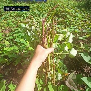 Combo 10 dây khoai lang giống siêu củ/siêu đọt (cây giống xanh/đỏ dài ~35cm)