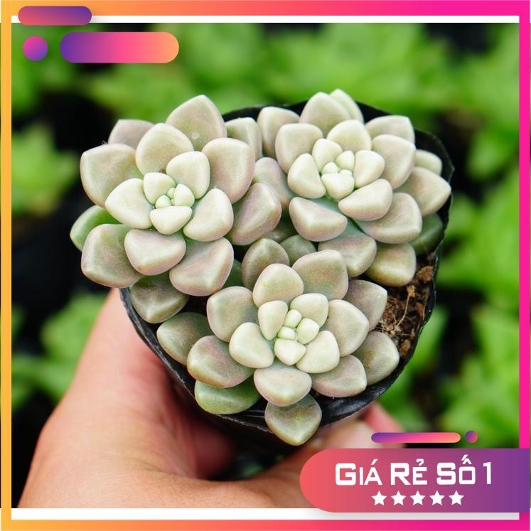 Combo 3 bầu Sen Đá Kim tuyến GLASS GARDEN nhỏ 6cm