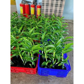 [Siêu Sale] Denro hồng son môi màu mới đang nụ