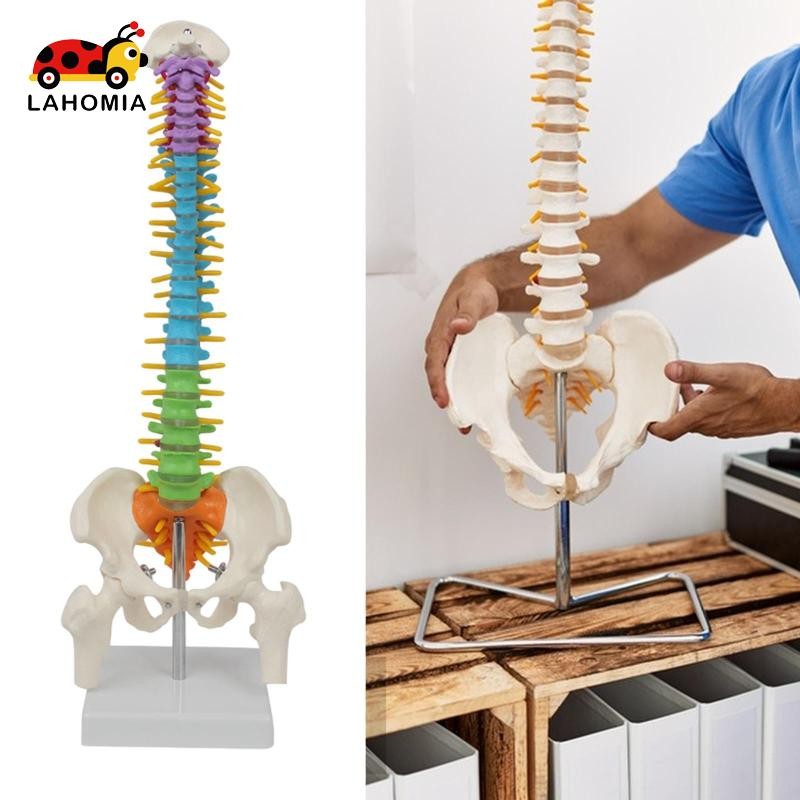 Mô hình cột sống con người Mô hình cột sống 45cm Mô hình cột sống để học dạy học
