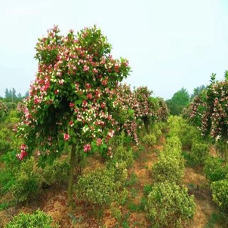 Cây Hoa Đại Cát - cây cảnh đẹp