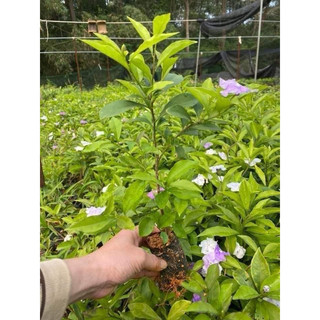 Cây giống hoa nhài nhật cây cao 35-40cm
