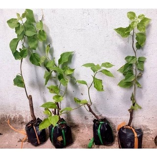 Cây giống hoa giấy leo giàn (đủ các màu khác nhau)