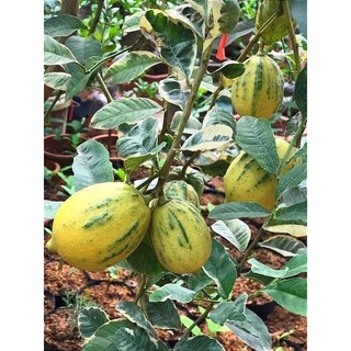 CÂY GIỐNG CHANH CẨM THẠCH(1Caay)