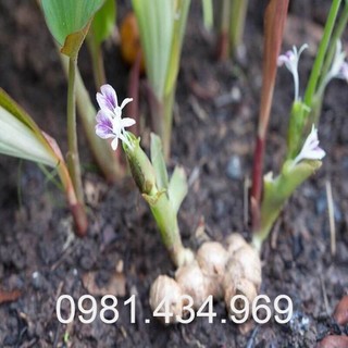 100 củ ngải đen giống đẹp mới chuẩn