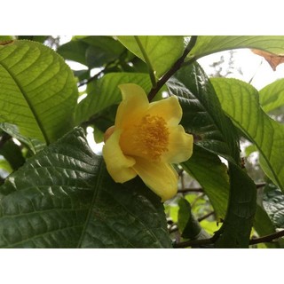 cây giống cây sò đò cam (cây hoa phượng hoảng đỏ lửa)