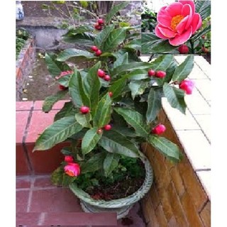 Bầu cây giống hoa hải đường đỏ kép