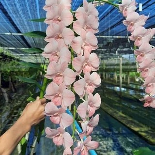 Denro hồng son môi màu mới đang nụ