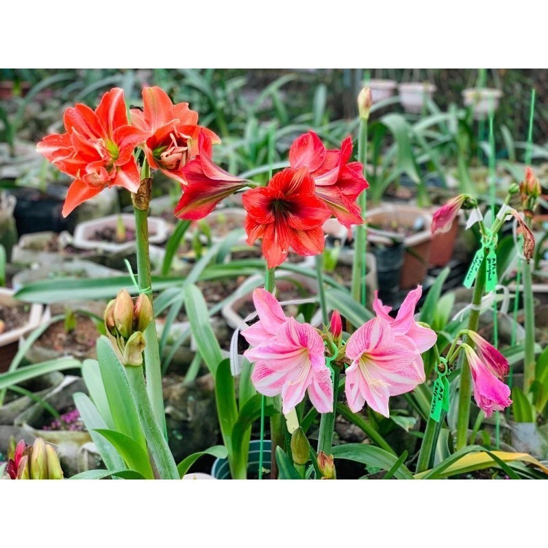 Củ hoa lan huệ (loa kèn, amaryllis) ngoại lai lá sọc cánh đơn - Củ Giống Tốt - Lan Huệ Em Trang