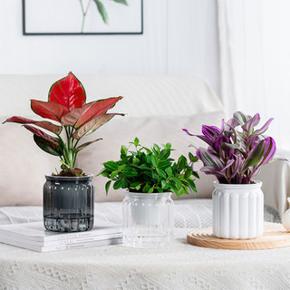 5t tự tưới cây nồi nhựa trong suốt chậu hoa hai lớp tự động lười chậu hoa thủy canh chậu hoa