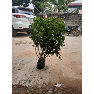 NGUYỆT QUẾ CÂY BUI- CÂY THOÁT THÂN( 90-1M3)