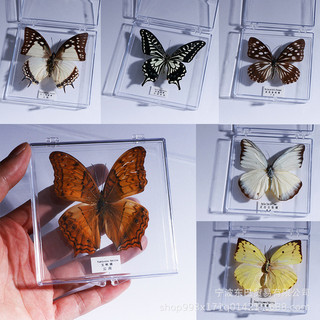 Natural Real Butterfly Specimens Rare And Exquisite Specimens For Home Decoration Display Collection In Teaching Special Gifts FIHH