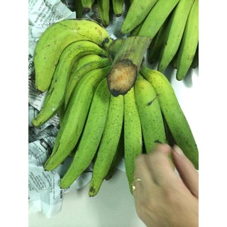 Cây giống Chuối Thanh Tiêu [ CÂY ĐẸP KHỎE 50 CM ] [ GHN ]