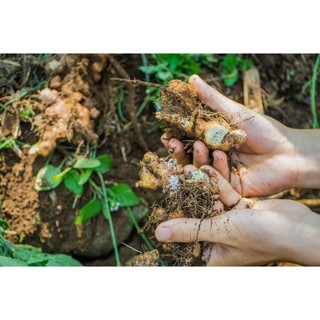 Bột gừng Noom 100g/ 45g