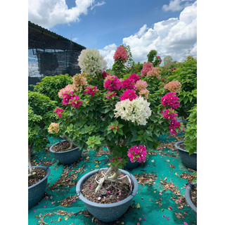 Cây hoa giấy mỹ giống trồng làm bonsai