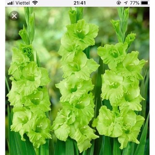 Củ hoa lay ơn đã được kích mầm và xử lí nấm _Củ giống Thúy Hoa
