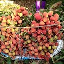 Cây giống vải u hồng chiết cành – giống vải chín sớm - cây giống khỏe