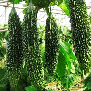 Hạt giống mướp đắng,khổ qua gai
