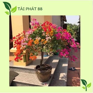 [MUA 5 TẶNG 1] CÂY giống HOA GIẤY NGŨ SẮC CHUẨN ĐẸP 100%