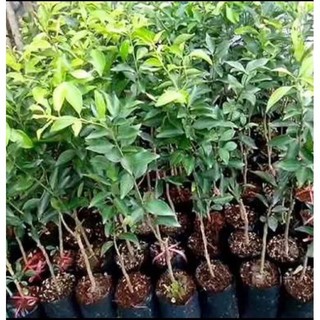 Cây giống quýt đường không hạt(1caay)
