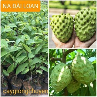 Cây giống Na đài Loan - Cây Giống Chuẩn