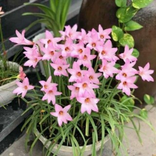 Củ hoa huệ mưa cherry pink bông to có sẵn lá, rễ - Chuẩn Màu Hoa