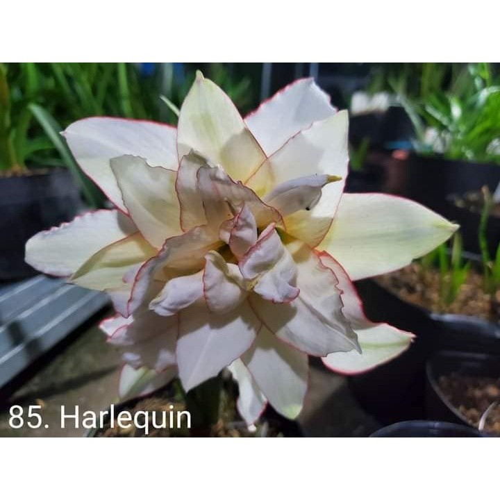 Củ hoa Lan huệ kép Harlequin( chuẩn màu) (cho hoa sau 20-25 ngày trồng) SIÊU ƯU ĐÃI