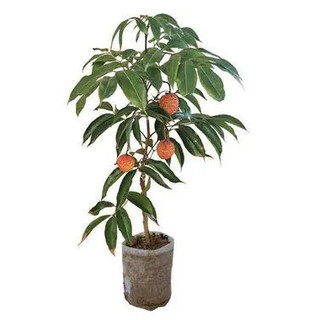 Cây giống vải thiều ghép không hạt Cây giống vải thiều _chuẩn giống