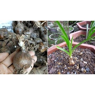 CỦ HOA BỈ NGẠN nhiều màu