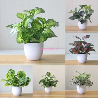 Cây nhân tạo cây cảnh mô phỏng cây nhỏ lô hội cây chậu cây lá giả đồ trang trí nhà để bàn trang trí phòng khách