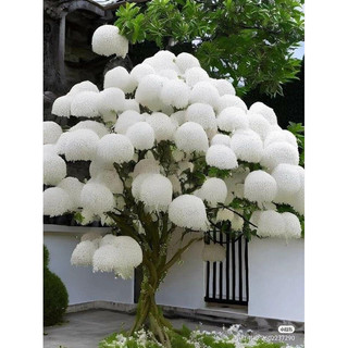 cây giống hoa lưu tô