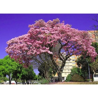 Cây giống cây kèn hồng