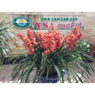 Củ hoa địa lan santo đỏ - 1 củ - DC (cho hoa sau 20-25 ngày trồng)
