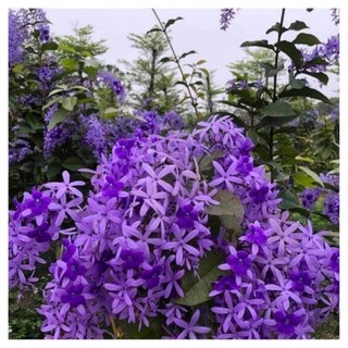 Cây giống hoa mai xanh thái , cây cao khoảng 50-60cm. _chuẩn