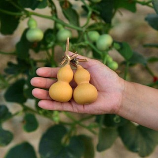 Hạt giống bầu hồ lô - mini siêu kute hạt nhập mỹ _tập làm vườn cùng mạc kỳ lâm