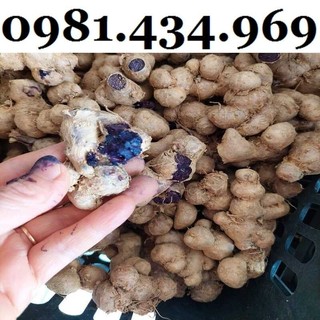 500g củ giống ngải đen ngai tim, ngai đen xịn