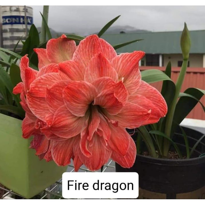 Hoa lan huệ cánh kép, hoa lan huệ tây Amaryllis Fire Dragon(Hoa lan huệ, loa kèn, hoa tết) Hoa Thái - Chuẩn Màu Hoa