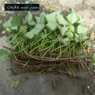 Combo 10 dây khoai lang giống siêu củ/siêu đọt (cây giống xanh/đỏ dài ~35cm)