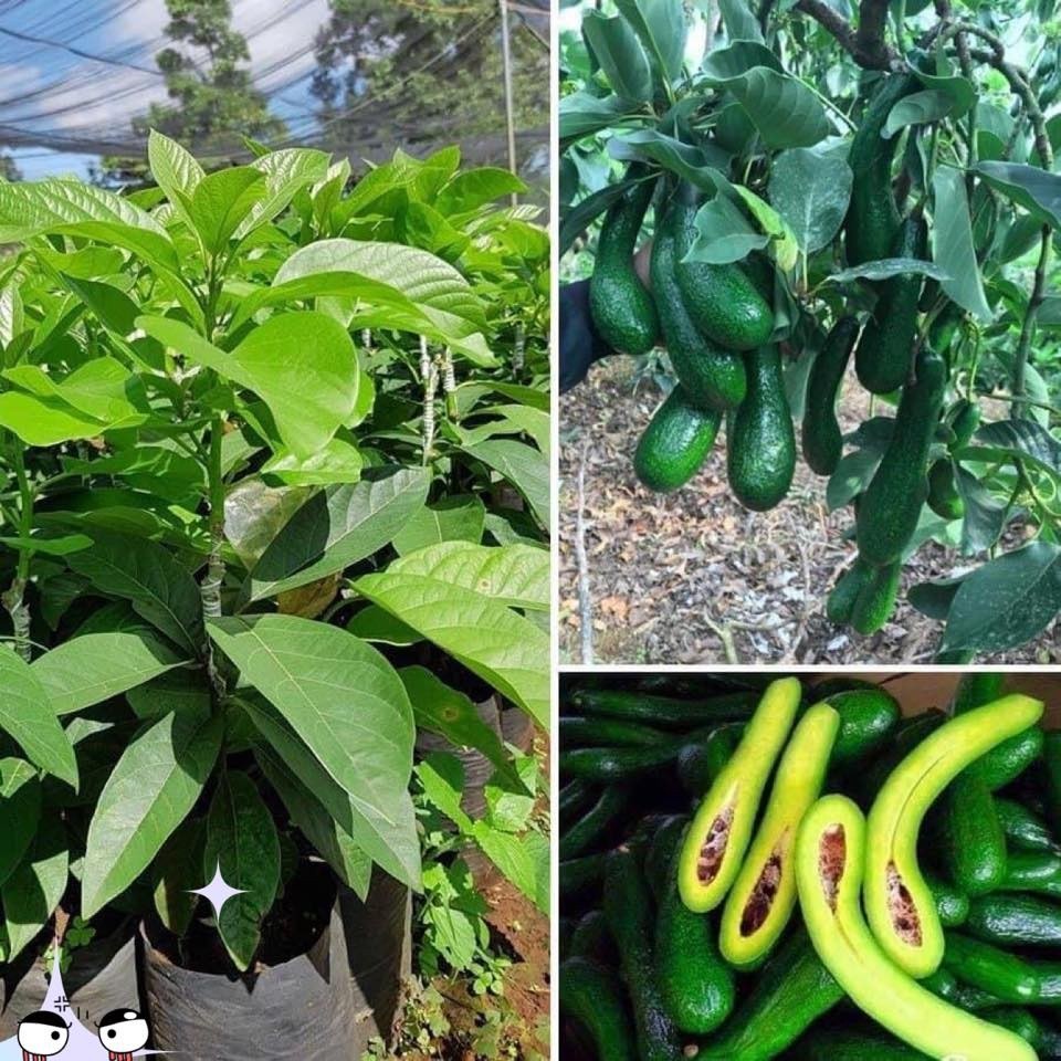 Cây giống Bơ 034 ( F1,ghép, 18 tháng thu hoạch ). (Freeship Xtra, Voucher Xtra +)