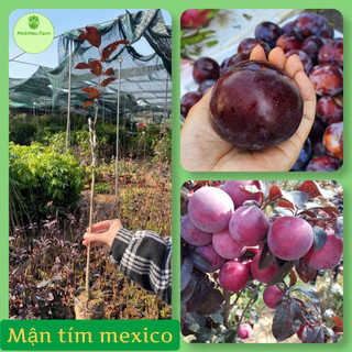 Cây mận tím Mexico giống cây nhập khẩu có quả to giòn ngọt siêu chất lượng _chuẩn giống