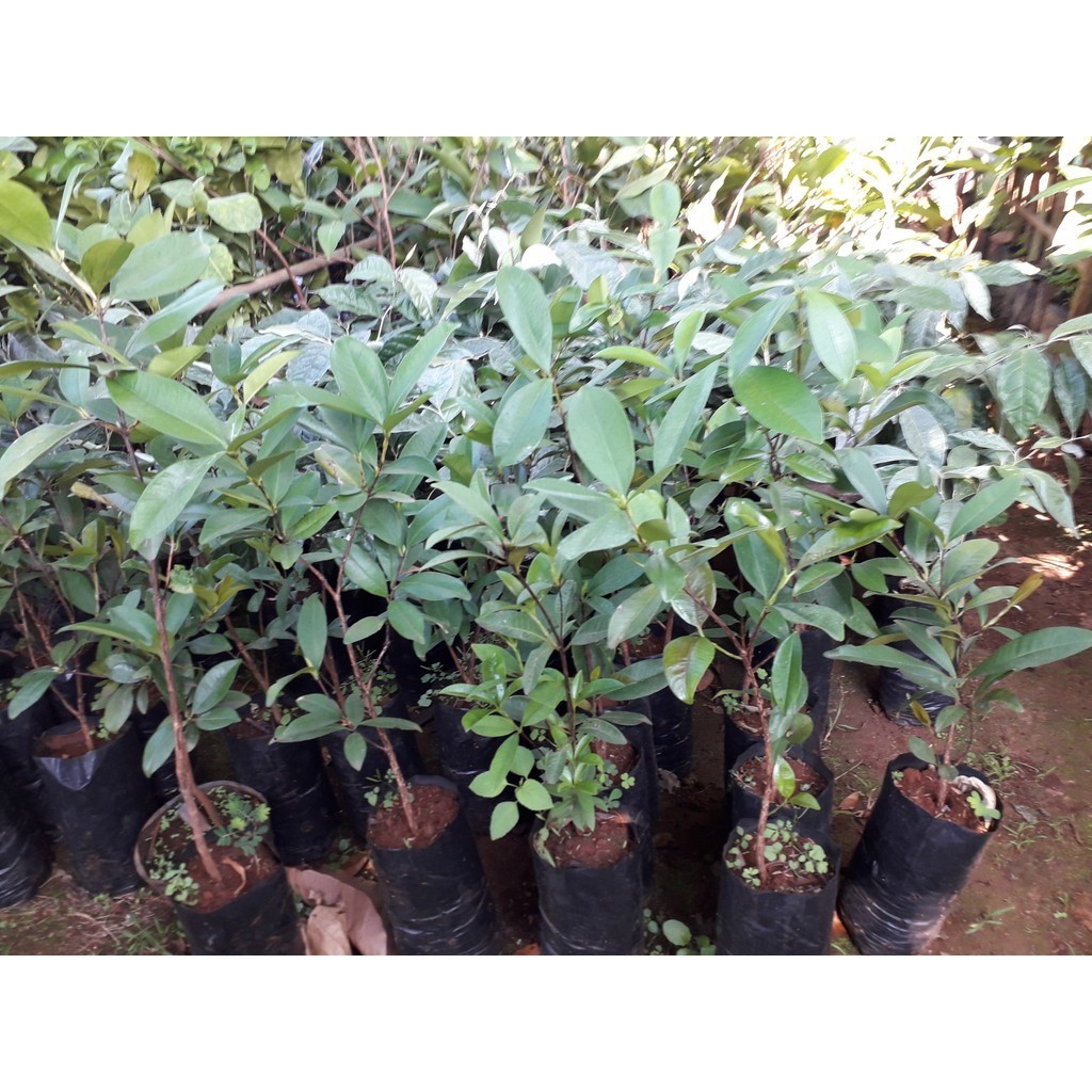 Cây giống Cherry Anh Đào Mỹ. (Freeship Xtra, Voucher Xtra +)