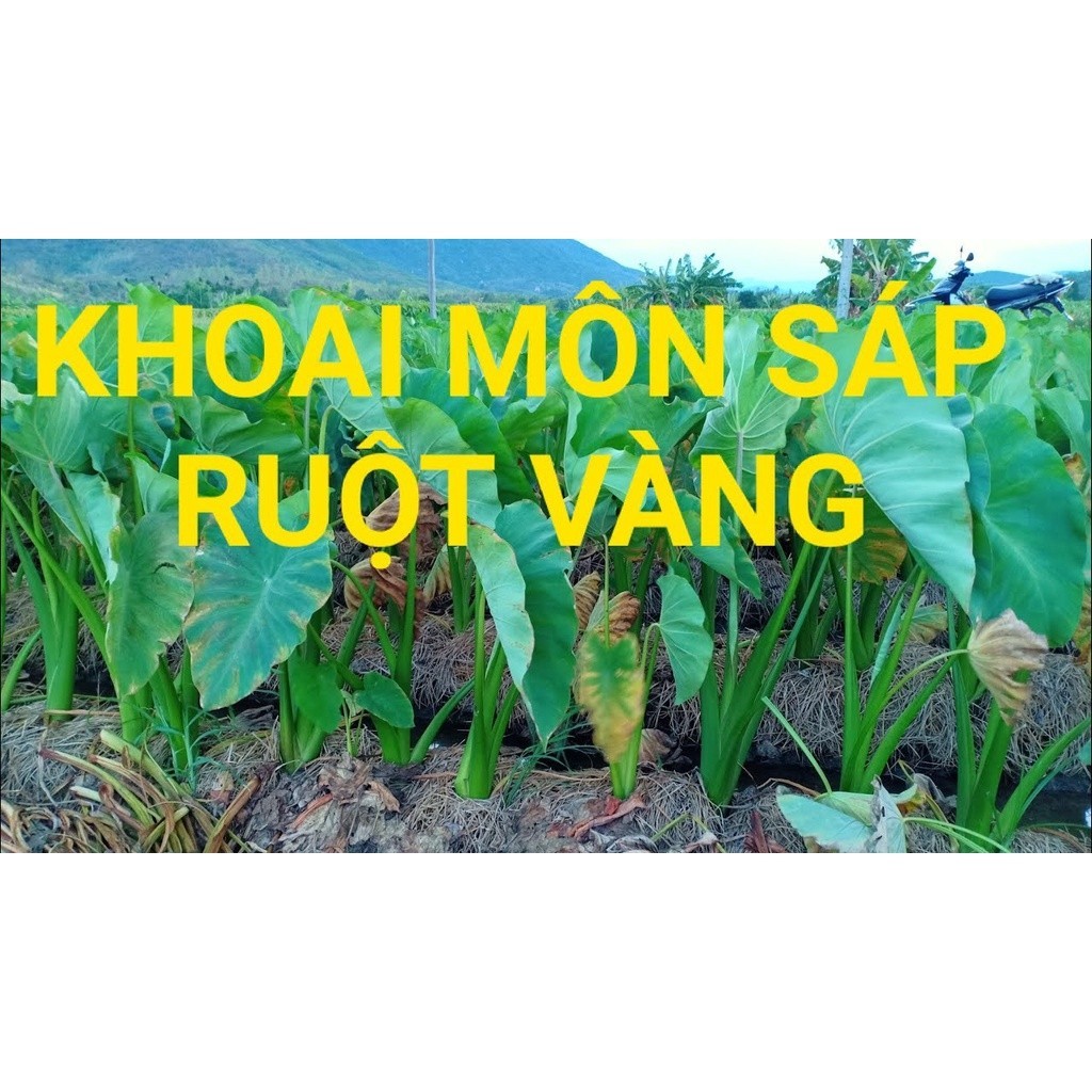 Cây giống khoai môn sáp lòng vàng dẻo của người Dao (khoai sọ vàng , khoai sọ Mán)- cây giống