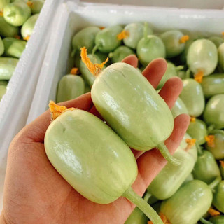 Hạt giống dưa chuột ngọc nữ f1 nhập khẩu 10 hạt