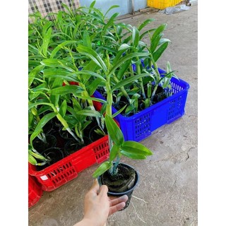 [Siêu Sale] Denro hồng son môi màu mới đang nụ