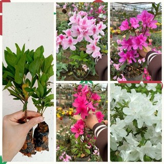 Cây giống hoa đỗ quyên giống mix màu