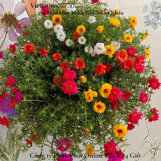 Chậu hoa mười giờ mỹ kép 🌺 kimi market